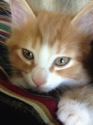 The same kitten photo, sharp and high resolution